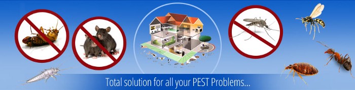 pests-solutions