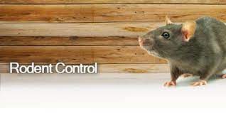 Rats Pest Control Services in Hyderabad